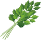 Coriander icon